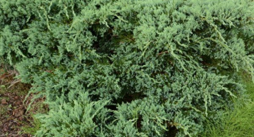 Jalovec mátový julep - nový dotek v zahradním designu